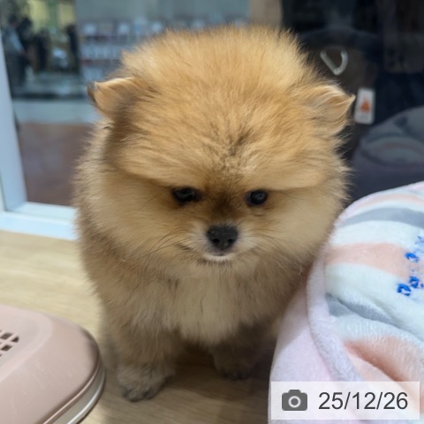 大阪府のポメラニアン (ペットプラス 四條畷店/2025年10月23日生まれ/男の子/オレンジセーブル)の子犬の4枚目の画像