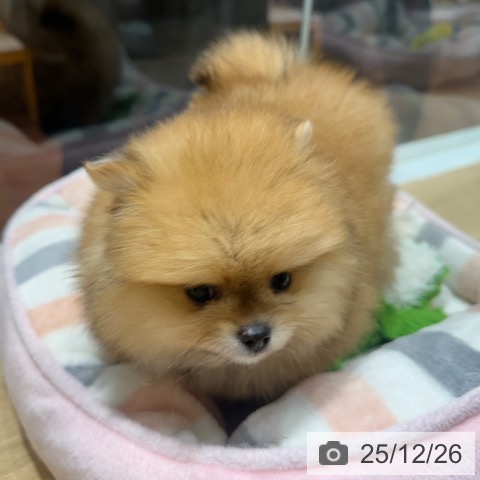 大阪府のポメラニアン (ペットプラス 四條畷店/2025年10月23日生まれ/男の子/オレンジセーブル)の子犬の3枚目の画像