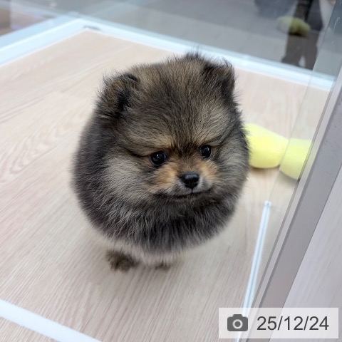 ポメラニアンの写真