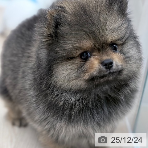 ポメラニアンの写真