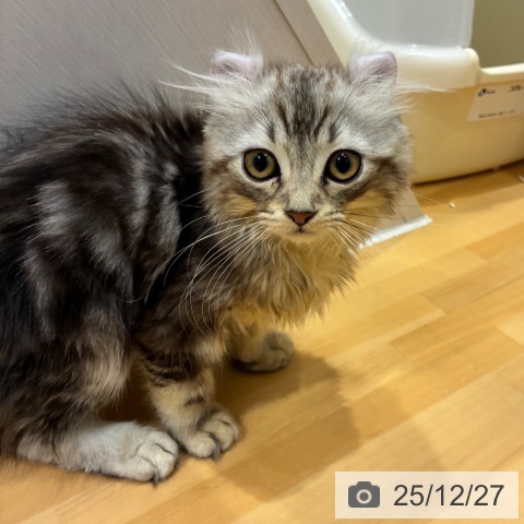 奈良県のアメリカンカール (ペットプラス 大和郡山店/2025年9月29日生まれ/男の子/シルバータビー)の子猫の4枚目の画像