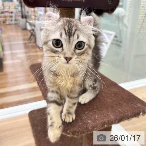 大阪府のアメリカンカール (ペットプラス 松原店/2025年9月29日生まれ/男の子/シルバータビー)の子猫の3枚目の画像