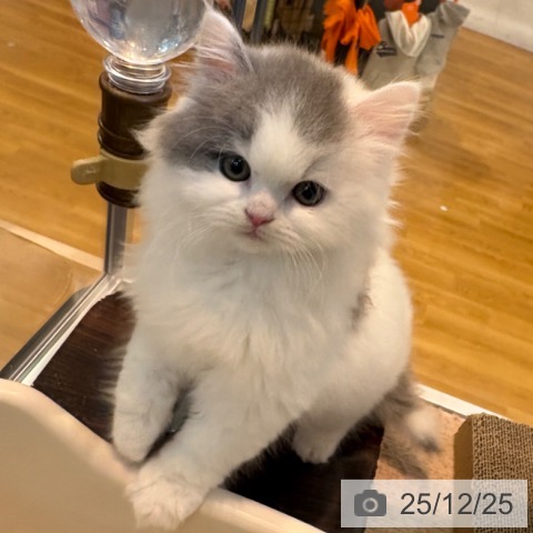 京都府のブリティッシュロングヘアー (ペットプラス イオンモールKYOTO店/2025年10月22日生まれ/男の子/ブルーホワイト)の子猫の4枚目の画像