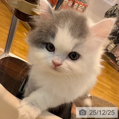 京都府のブリティッシュロングヘアー (ペットプラス イオンモールKYOTO店/2025年10月22日生まれ/男の子/ブルーホワイト)の子猫の3枚目の画像