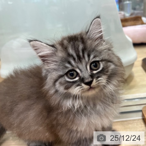 ラガマフィンの写真