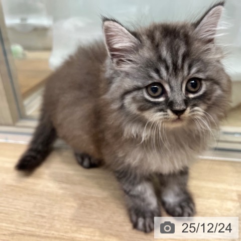 ラガマフィンの写真