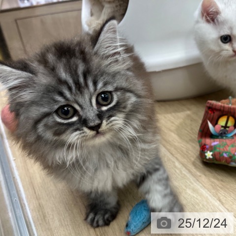 ラガマフィンの写真