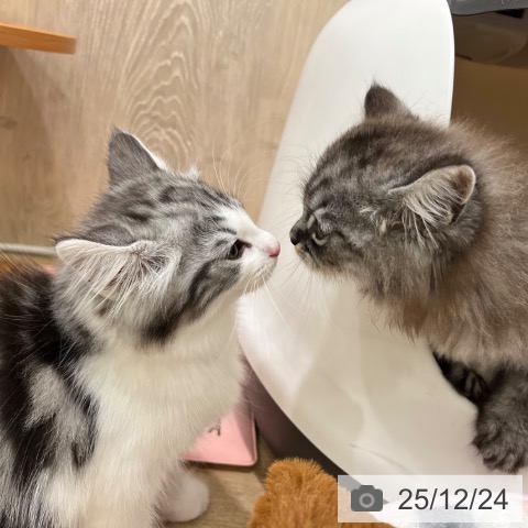 ラガマフィンの写真