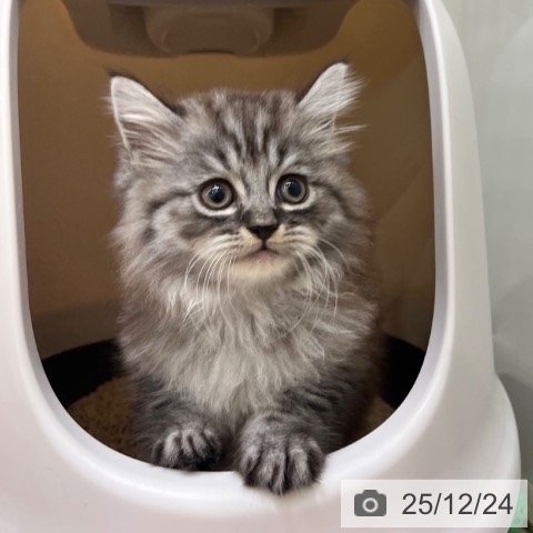 ラガマフィンの写真