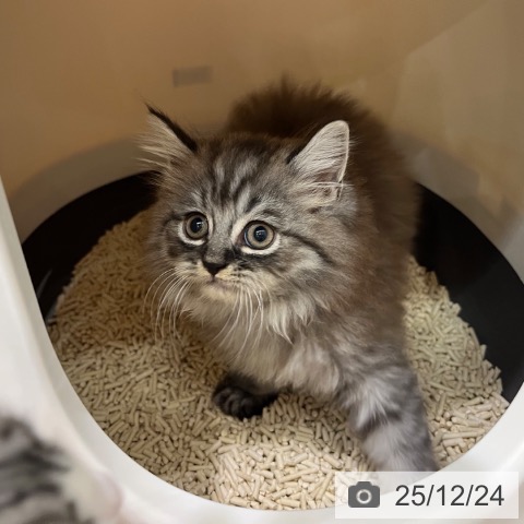 ラガマフィンの写真