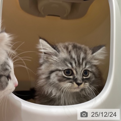 ラガマフィンの写真