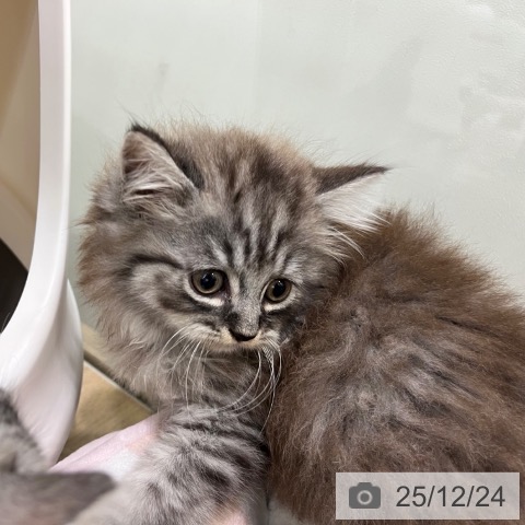 ラガマフィンの写真