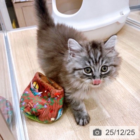 ラガマフィンの写真