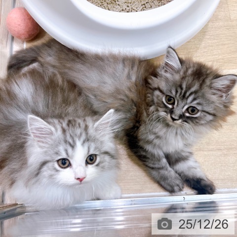 ラガマフィンの写真