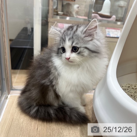 ラガマフィンの写真