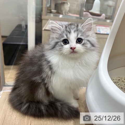 ラガマフィンの写真