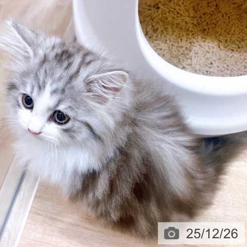 ラガマフィンの写真