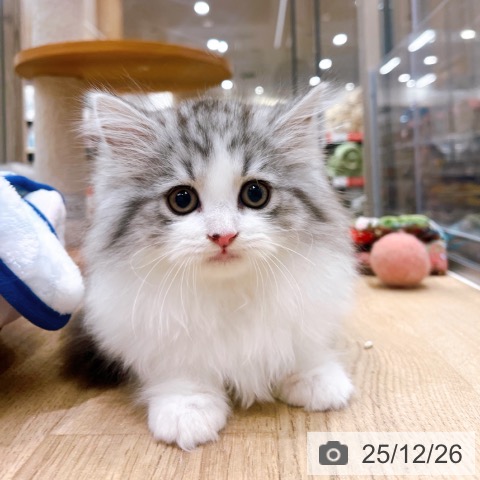 ラガマフィンの写真