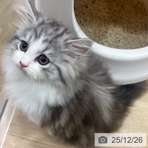 ラガマフィンの写真