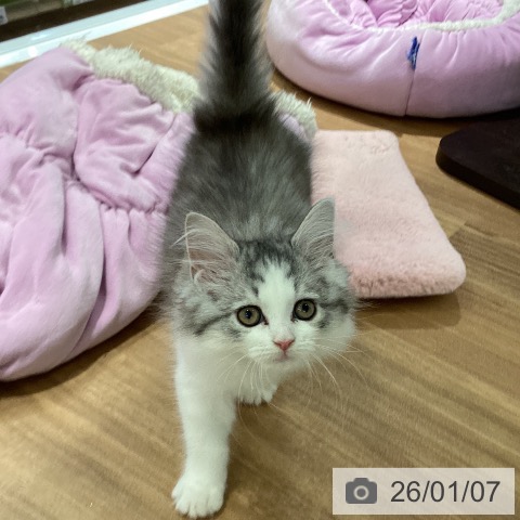 大阪府のラガマフィン (ペットプラス りんくう泉南店/2025年10月24日生まれ/女の子/シルバーパッチドタビーホワイト)の子猫の4枚目の画像