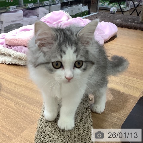 大阪府のラガマフィン (ペットプラス りんくう泉南店/2025年10月24日生まれ/女の子/シルバーパッチドタビーホワイト)の子猫の4枚目の画像