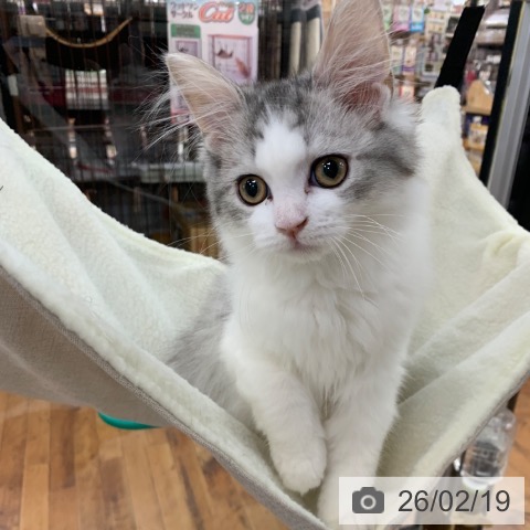 京都府のラガマフィン (ペットプラス 久御山店/2025年10月24日生まれ/女の子/シルバーパッチドタビーホワイト)の子猫の4枚目の画像