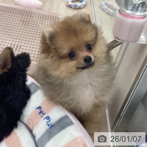大阪府のポメラニアン (ペットプラス りんくう泉南店/2025年10月23日生まれ/女の子/オレンジ)の子犬の3枚目の画像