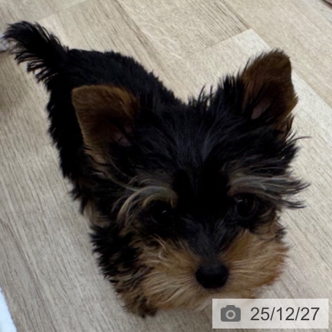 ヨークシャー・テリアの写真