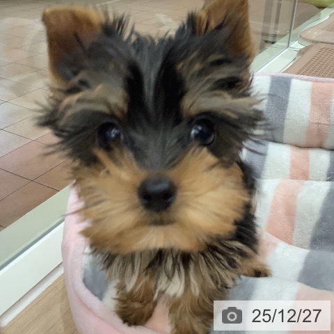 ヨークシャー・テリアの写真