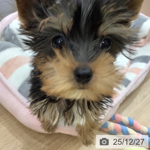 ヨークシャー・テリアの写真