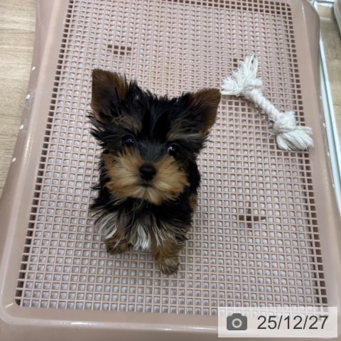 ヨークシャー・テリアの写真