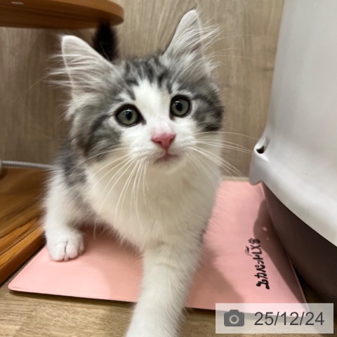 大阪府のノルウェージャンフォレストキャット (ペットプラス イオン大日店/2025年10月10日生まれ/男の子/シルバークラシックタビーホワイト)の子猫の4枚目の画像