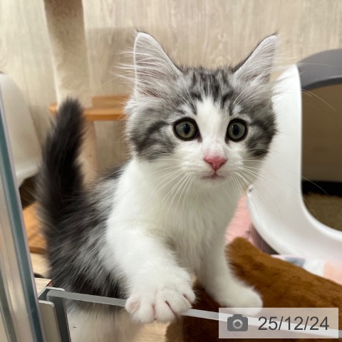 大阪府のノルウェージャンフォレストキャット (ペットプラス イオン大日店/2025年10月10日生まれ/男の子/シルバークラシックタビーホワイト)の子猫の3枚目の画像