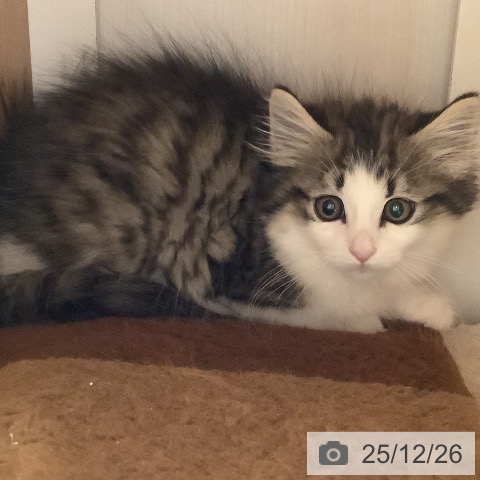 大阪府のノルウェージャンフォレストキャット (ペットプラス 鶴見店/2025年10月10日生まれ/女の子/ブラウンシルバータビーホワイト)の子猫の4枚目の画像