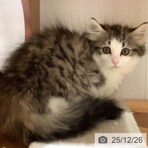 大阪府のノルウェージャンフォレストキャット (ペットプラス 鶴見店/2025年10月10日生まれ/女の子/ブラウンシルバータビーホワイト)の子猫の3枚目の画像