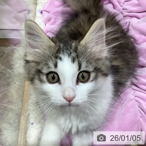 大阪府のノルウェージャンフォレストキャット (ペットプラス 鶴見店/2025年10月10日生まれ/女の子/ブラウンシルバータビーホワイト)の子猫の4枚目の画像