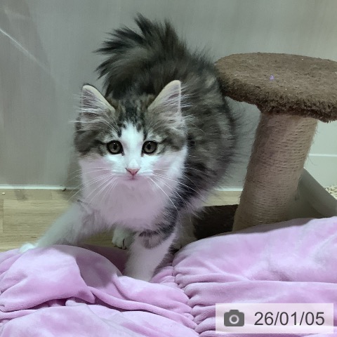 大阪府のノルウェージャンフォレストキャット (ペットプラス 鶴見店/2025年10月10日生まれ/女の子/ブラウンシルバータビーホワイト)の子猫の3枚目の画像