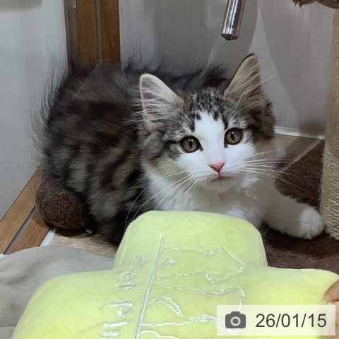 大阪府のノルウェージャンフォレストキャット (ペットプラス 鶴見店/2025年10月10日生まれ/女の子/ブラウンシルバータビーホワイト)の子猫の3枚目の画像