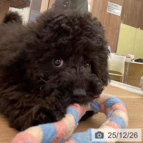 トイ・プードルの写真