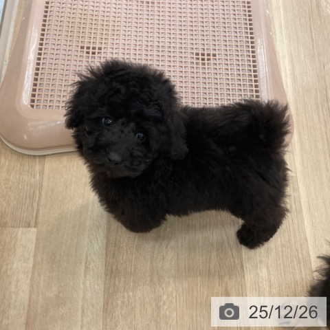 トイ・プードルの写真