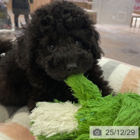 大阪府のトイプードル(トイ) (ペットプラス 大阪ドームシティ店/2025年10月24日生まれ/男の子/ブラック)の子犬の3枚目の画像