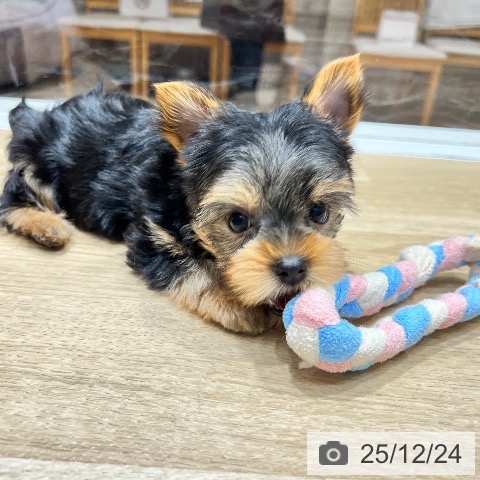 ヨークシャー・テリアの写真