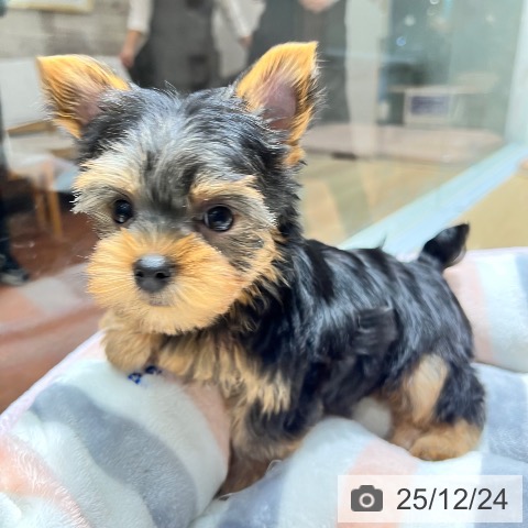 ヨークシャー・テリアの写真