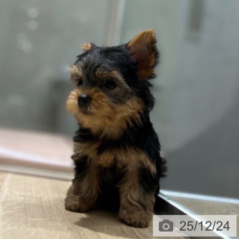 ヨークシャー・テリアの写真