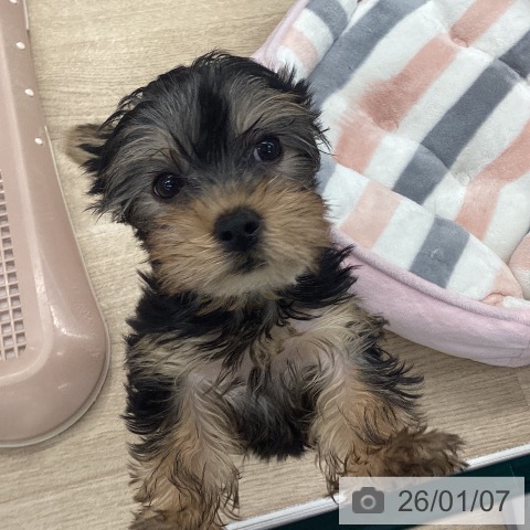 大阪府のヨークシャーテリア (ペットプラス りんくう泉南店/2025年10月23日生まれ/女の子/スチールブルータン)の子犬の3枚目の画像