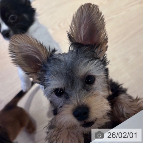 和歌山県のヨークシャーテリア (ペットプラス 和歌山店/2025年10月23日生まれ/女の子/スチールブルータン)の子犬の3枚目の画像