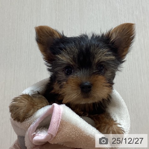 ヨークシャー・テリアの写真