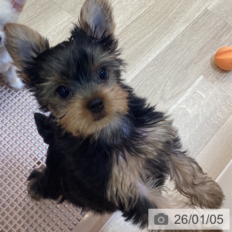 京都府のヨークシャーテリア (ペットプラス イオンモールKYOTO店/2025年10月23日生まれ/女の子/スチールブルータン)の子犬の4枚目の画像