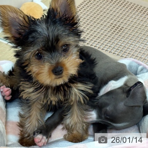 京都府のヨークシャーテリア (ペットプラス イオンモールKYOTO店/2025年10月23日生まれ/女の子/スチールブルータン)の子犬の4枚目の画像