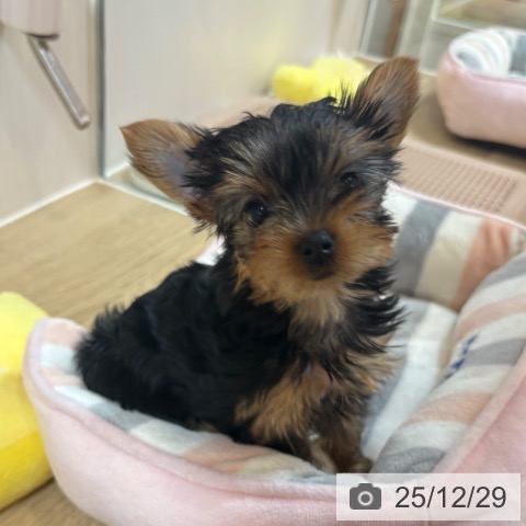 京都府のヨークシャーテリア (ペットプラス イオンモールKYOTO店/2025年10月23日生まれ/女の子/スチールブルータン)の子犬の3枚目の画像